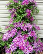 Clematis Dr. Rupple