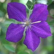 Clematis Jackmanii