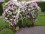 Clematis montana Rubens image