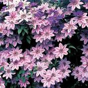 Clematis Nelly Moser