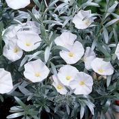 Convolvulus cneorum image