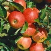 Apple Elstar image
