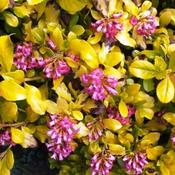Escallonia Gold Brian image