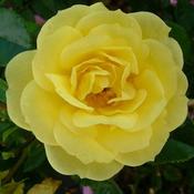 Rosa Flower Carpet Gold image