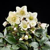 Helleborus Cinnamon Snow