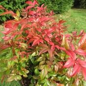 Nandina domestica Obsessed 2ltr image