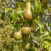 Pear Conference image