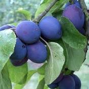 Plum Czar image