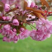 Prunus s. Kanzan image