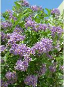 Solanum crispum Glasnevin