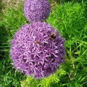 Allium cristophii