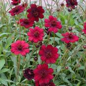 Cosmos 'Chocamocha' image