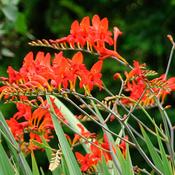 Crocosmia Lucifer image