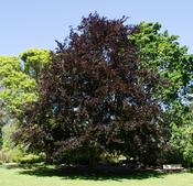 Fagus sylvatica Atropurpureum image