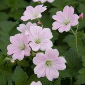 Geranium Dreamland image