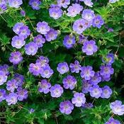 Geranium Rozanne image