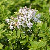 Hebe Wiri Mist image
