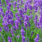Lavandula Munstead image