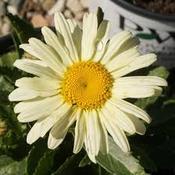 Leucanthemum Banana Cream image