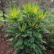 Mahonia media Winter Sun 2.5ltr