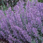 Nepeta Walkers Low