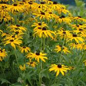 Rudbeckia Goldstrum image