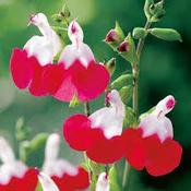 Salvia Hot Lips