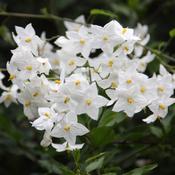 Solanum Album image