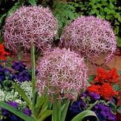 Allium Christophii Prepack image