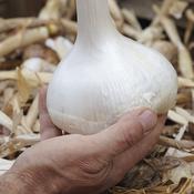 Garlic Elephant 3 Bulb Prepack image