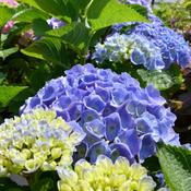 Hydrangea m. Bodensee Blue image