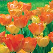 Tulip Day Dream 25 bulbs image