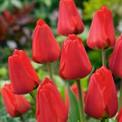 Tulip Apeldoorn 25 bulbs image