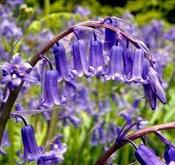 Bluebells Non Scripta 35pk image