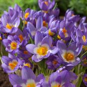Crocus sieberi 'Tricolor' 10pk
