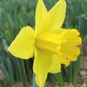 Daffodil Tamara