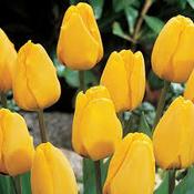 Tulip Golden Apeldoorn 25 bulbs image