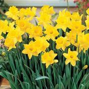 Daffodil Dutch Master 25kg Bag