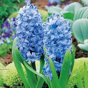 Hyacinth Delft Blue image