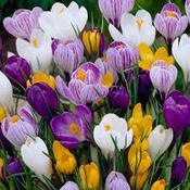 Crocus Mix 50 pack image