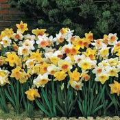 Daffodil Mixed 25kg