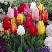 Tulip single Mixed 25 bulbs image