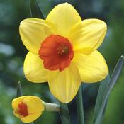 Daffodil Red Devon 3kg image