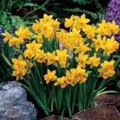 Daffodil Tete A Tete image