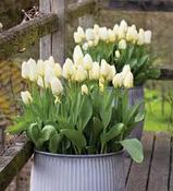 Tulip Purissima 25 pack image