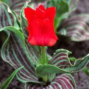 Tulip Little Red Riding Hood 10 bulbs image