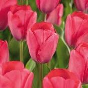 Tulip Darwin Van Eijk image