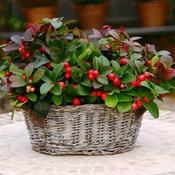 Gaultheria procumbens image