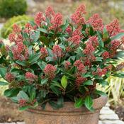 Skimmia japonica Rubella 2ltr image
