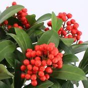 Skimmia japonica Temptation 5ltr image
